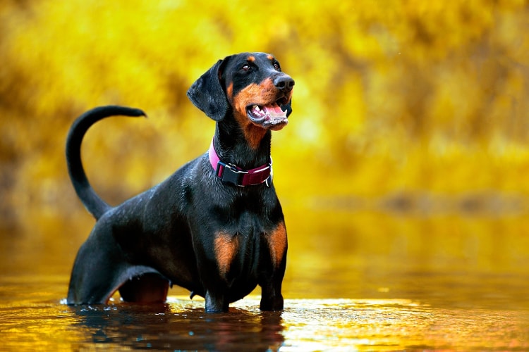 Doberman na água