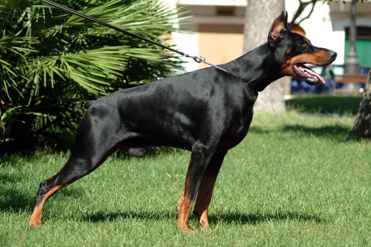 Doberman alerta