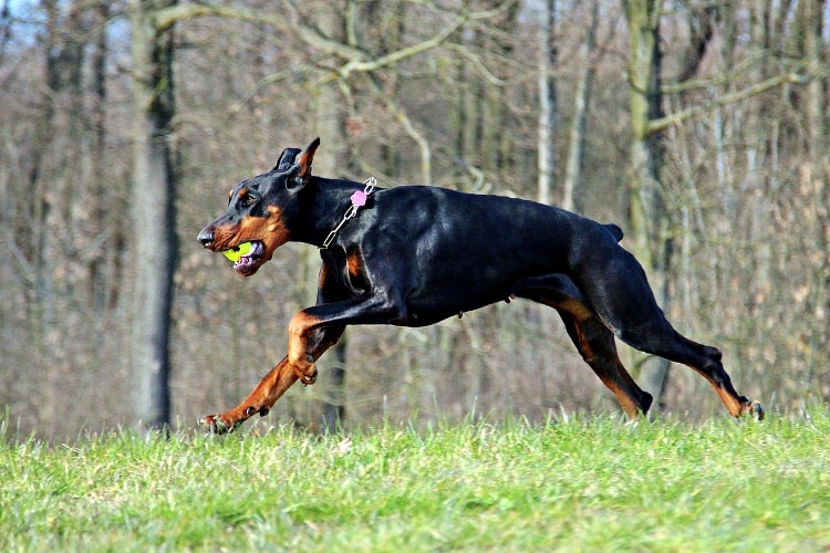 Doberman brincando