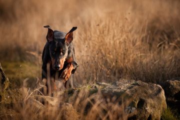 Doberman correndo