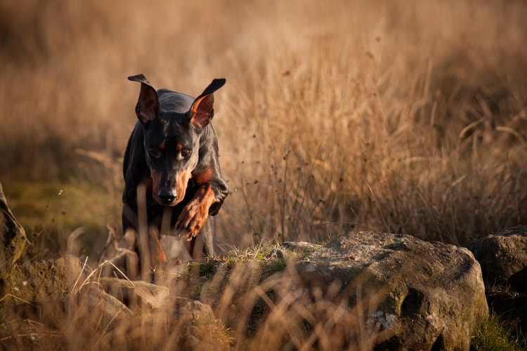 Doberman correndo