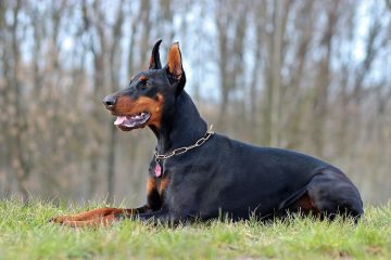 Doberman deitado na grama