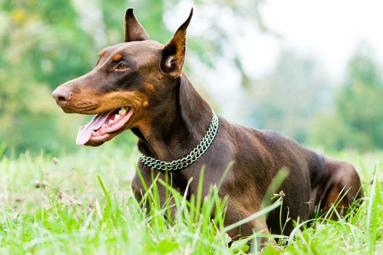 Doberman marrom na grama