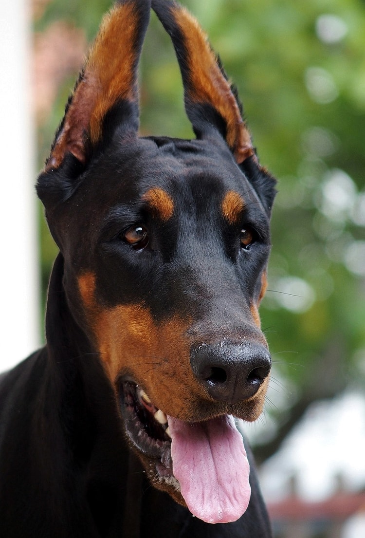 Personalidade do Doberman