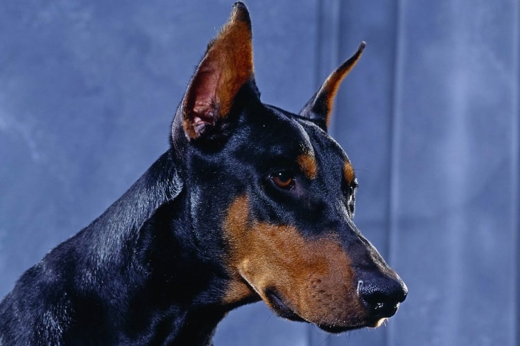 Doberman Pinscher