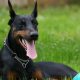 Doberman preto