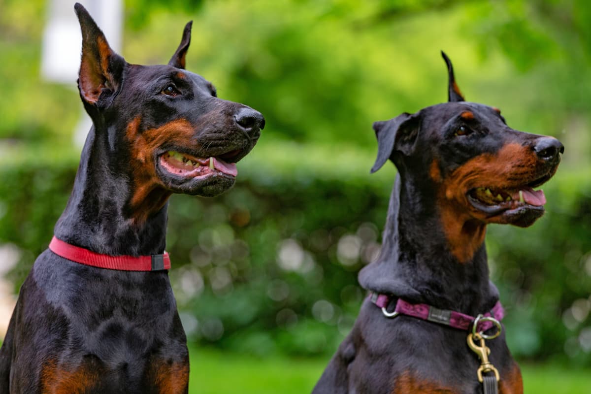 Dois dobermans pretos com manchas marrons