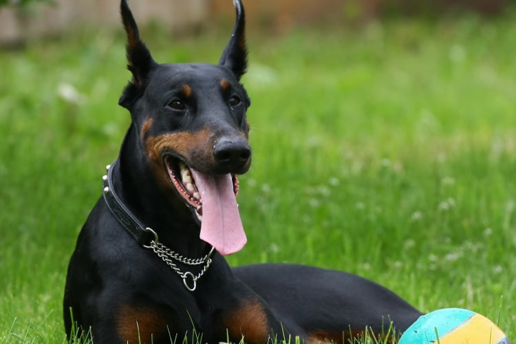 Doberman preto