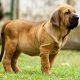 Fila Brasileiro