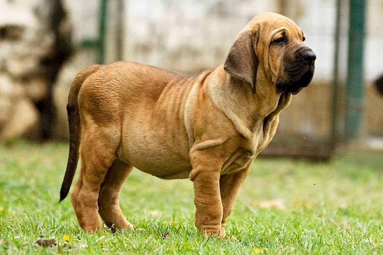 Fila Brasileiro