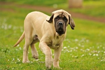 Tudo sobre a raça Fila Brasileiro