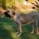 Fila Brasileiro em pé na grama