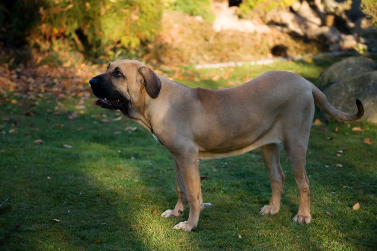 Fila Brasileiro em pé na grama