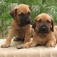 Dois filhotes de Fila Brasileiro