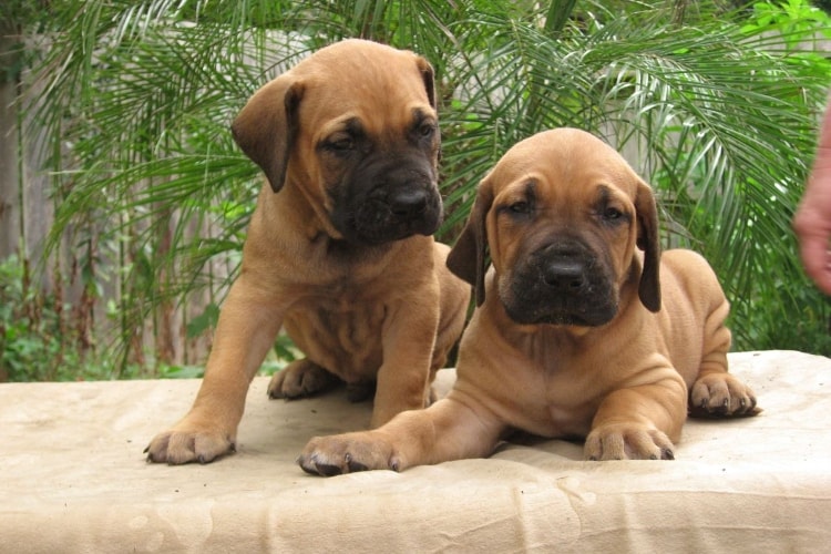 Dois filhotes de Fila Brasileiro