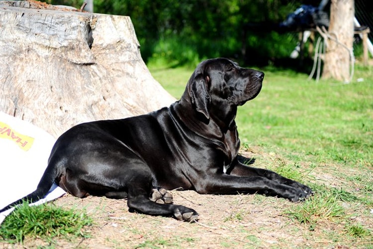 Fila Brasileiro preto deitado