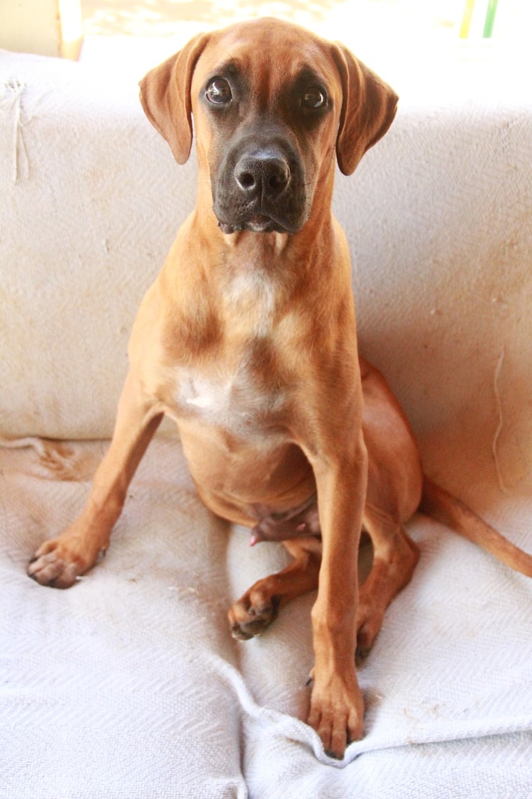 Fila Brasileiro sentado