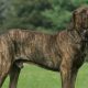 Fila Brasileiro tigrado