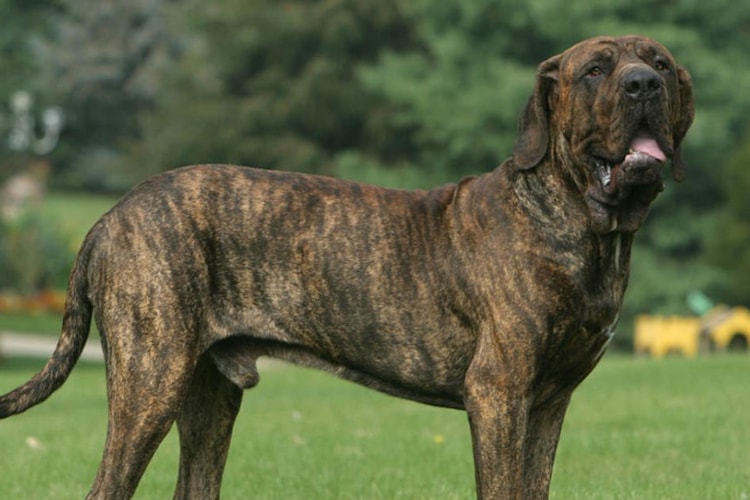 Fila Brasileiro tigrado