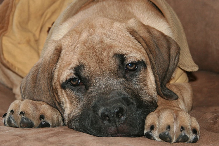 Fila Brasileiro deitado