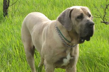 Fila Brasileiro marrom