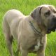 Fila Brasileiro marrom