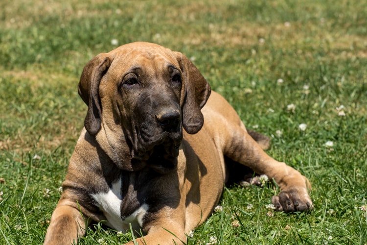 Fila Brasileiro deitado na grama