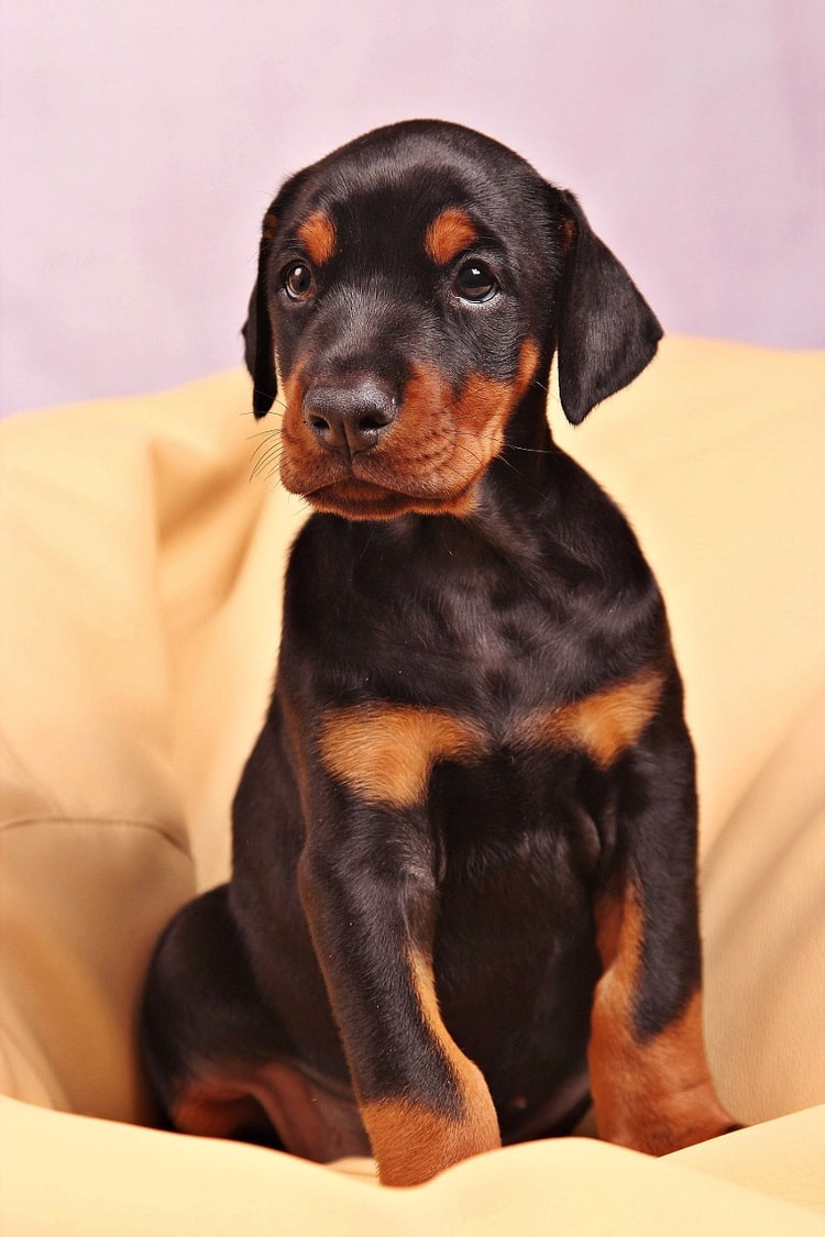 Filhote de Doberman