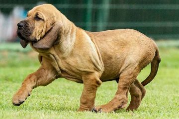 Filhote de Fila Brasileiro