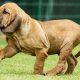 Filhote de Fila Brasileiro