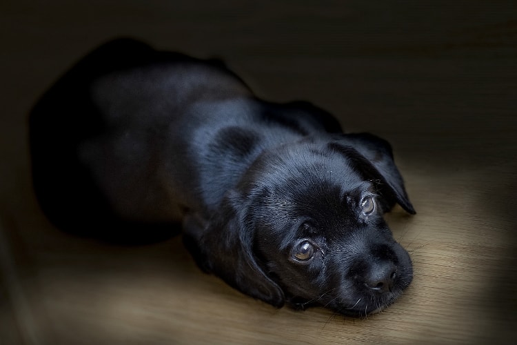 Filhote de Labrador preto