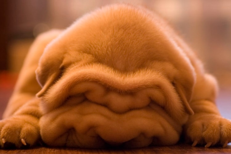 Filhote de Shar Pei dormindo