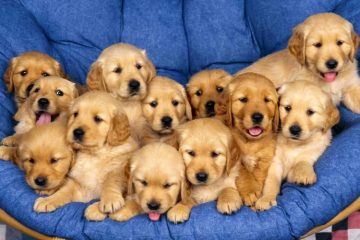 12 Filhotes de Golden Retriever