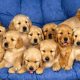 12 Filhotes de Golden Retriever