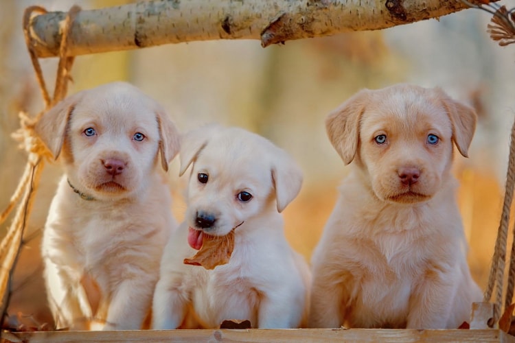 Filhotes de Labrador Retriever