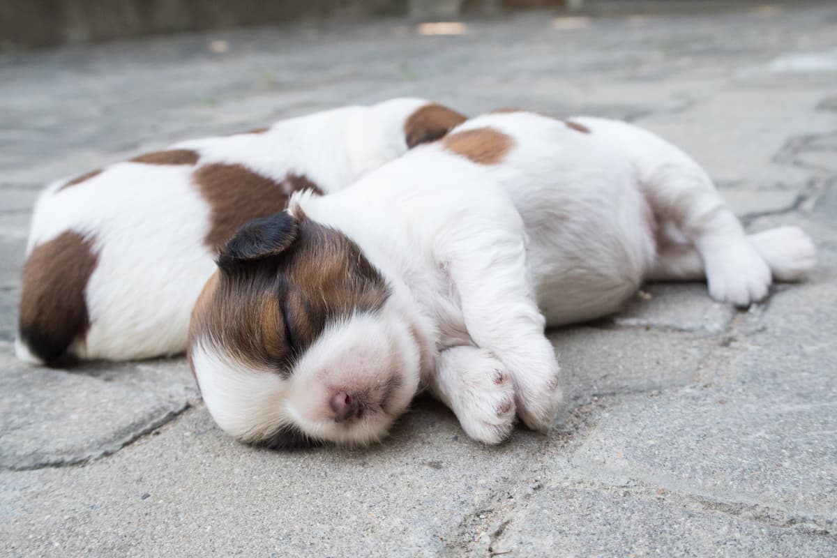 Dois filhotes de shih-tzu dormindo