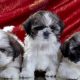 3 filhotes de Shih Tzu