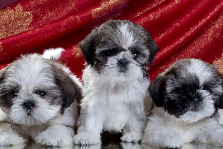 3 filhotes de Shih Tzu