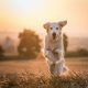 Golden Retriever correndo no campo