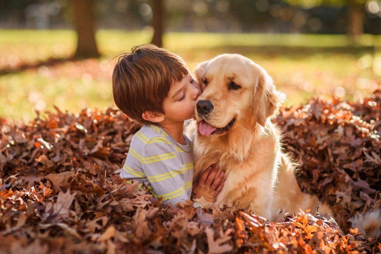 Golden Retriever recebendo beijo de uma criança