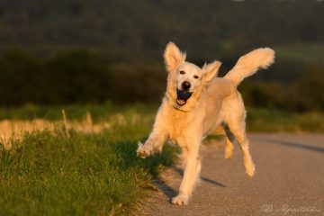 Golden Retreiver brincando