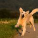 Golden Retreiver brincando