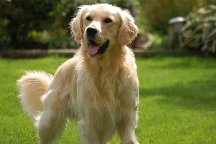 Golden Retriever em pé