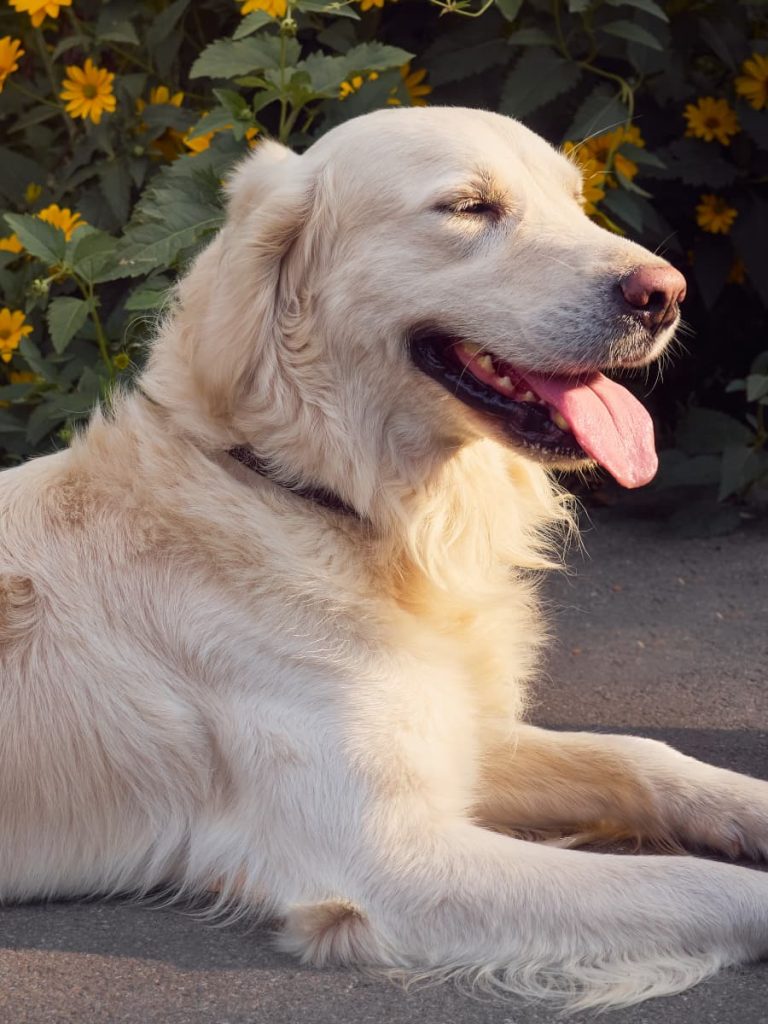 Golden retriever deitado com a língua para fora