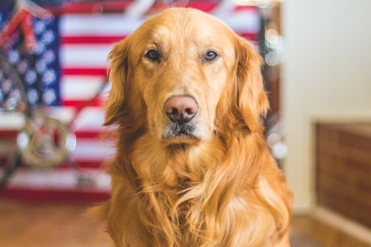 Personalidade Golden Retriever