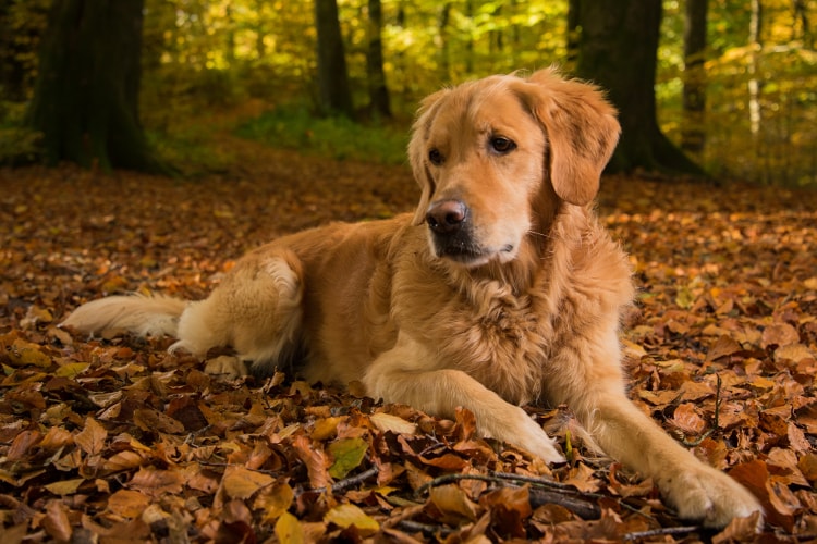 Quanto custa um golden retriever