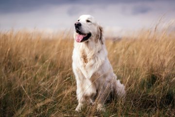 Golden Retriever sentado no mato