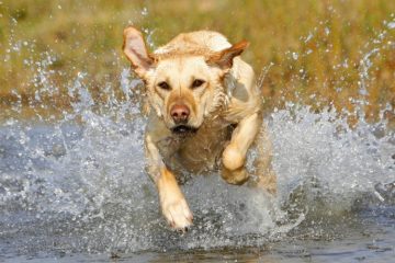 Labrador brincando na água