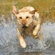 Labrador brincando na água