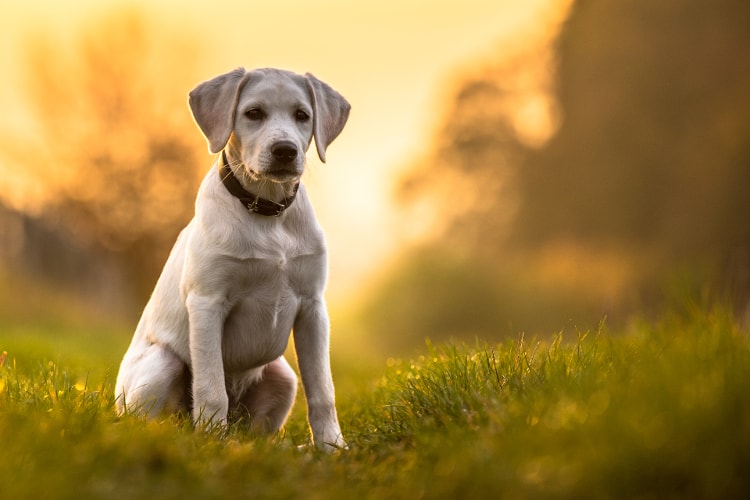 Labrador de cor branca